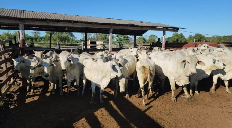 Concepción: vacas robadas de una estancia fueron halladas en el matadero