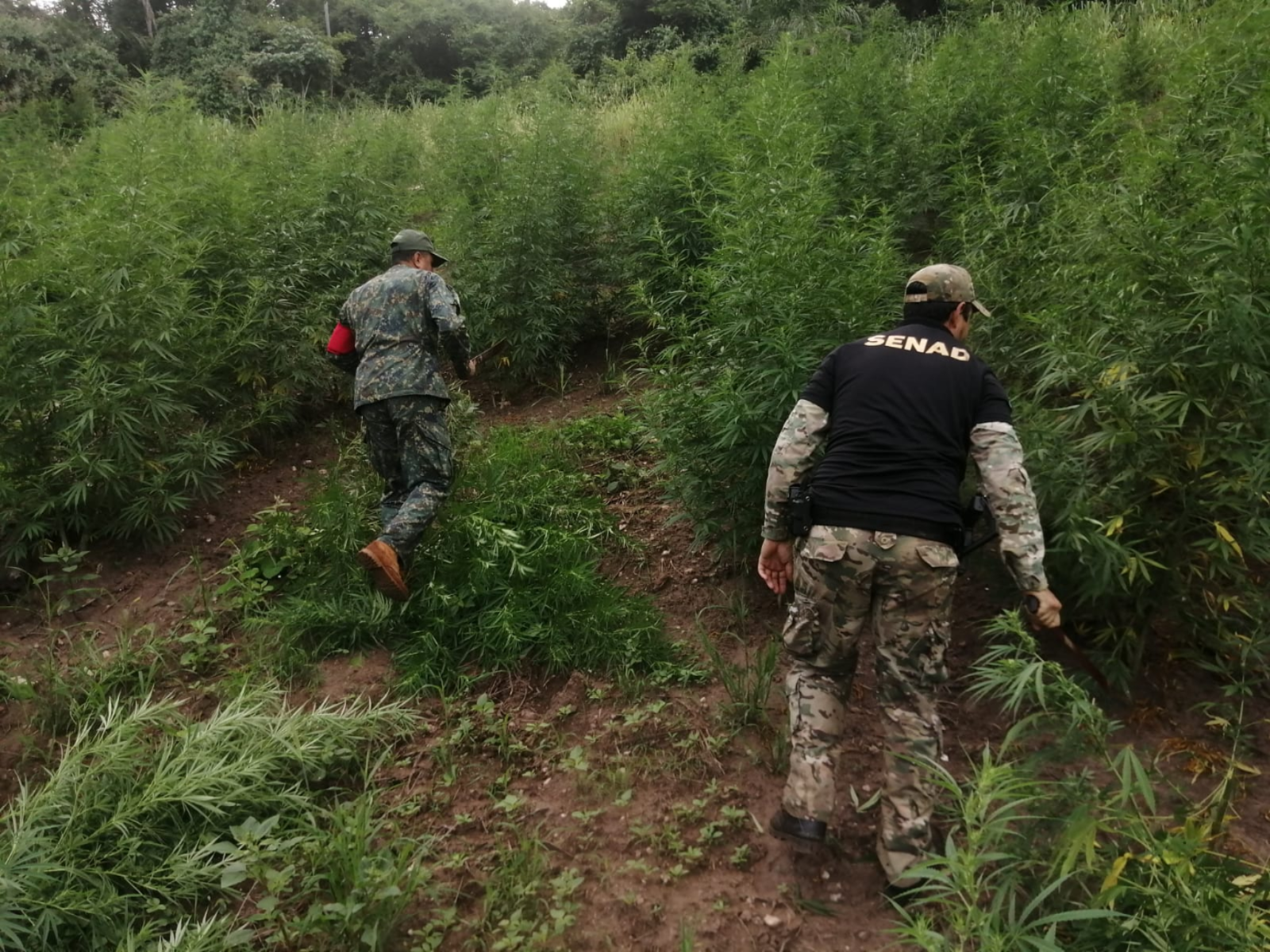 Despliegan operativo contra estructuras del narcotráfico en Amambay