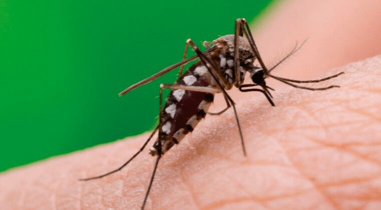 “Este año nos toca”: advierten sobre fuerte epidemia de dengue