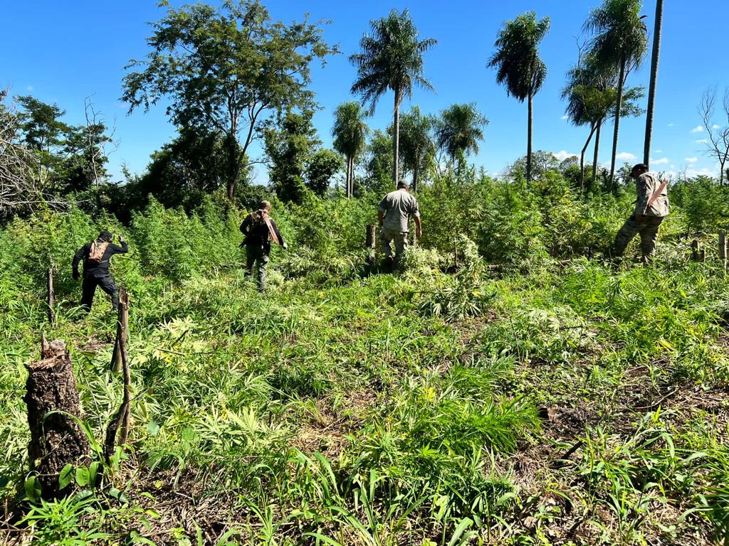 SENAD detecta y destruye cultivos ilícitos en establecimiento rural de Amambay