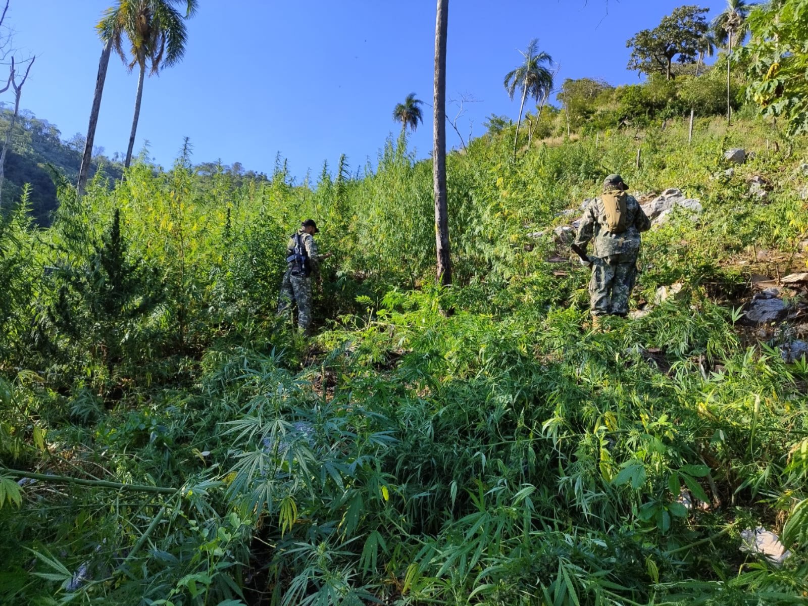 Paraguay y Brasil eliminaron 823 mil kilos de marihuana en la frontera