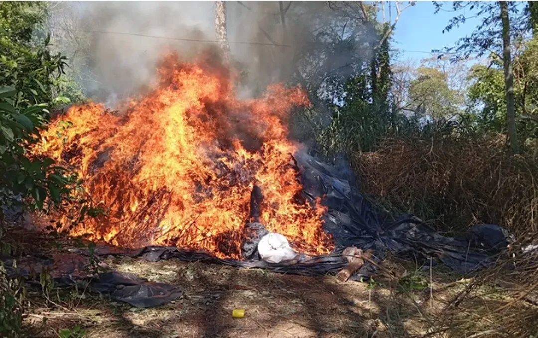 Unas 63 toneladas de marihuana fueron incautadas e incineradas en Colonia Estrella, Amambay
